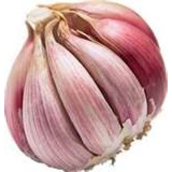 Garlic - Russian - Purple/White - per kg